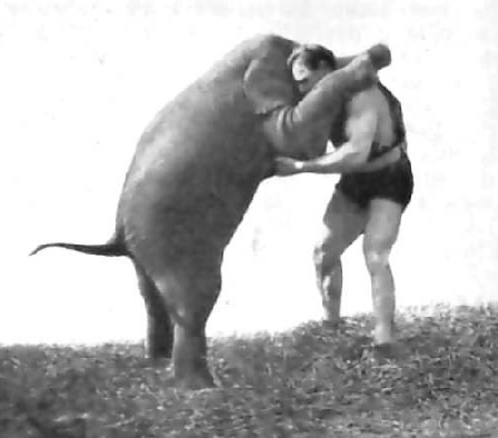 Wrestling an Elephant