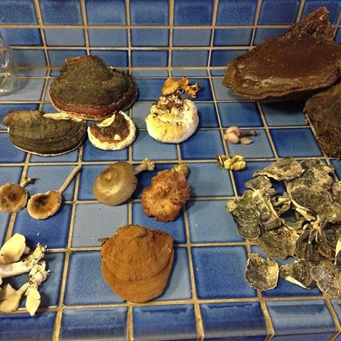 Mushroom Hunting Collection