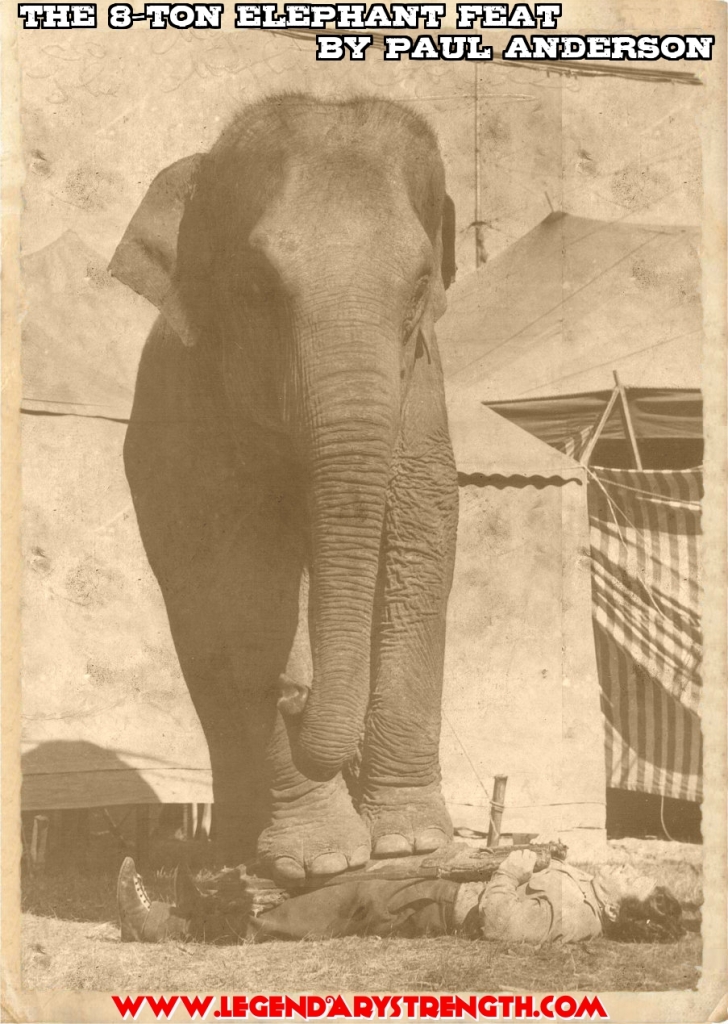Young Apollo Elephant Feat